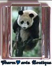 « Photo charm » - Thème : Animaux