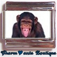 « Photo charm » - Thème : Animaux