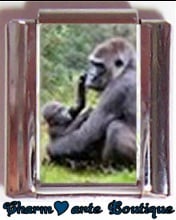 « Photo charm » - Thème : Animaux