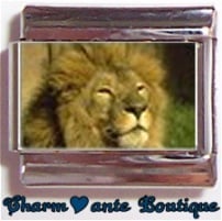 « Photo charm » - Thème : Animaux