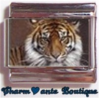 « Photo charm » - Thème : Animaux