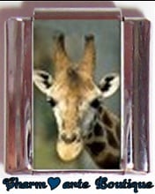 « Photo charm » - Thème : Animaux