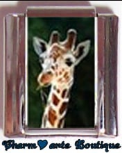 « Photo charm » - Thème : Animaux