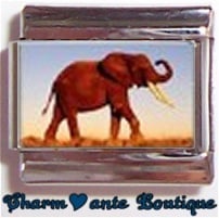 « Photo charm » - Thème : Animaux