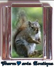 « Photo charm » - Thème : Animaux