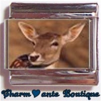 « Photo charm » - Thème : Animaux