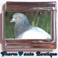 « Photo charm » - Thème : Oiseaux