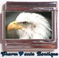 « Photo charm » - Thème : Oiseaux