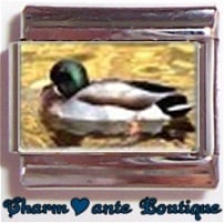« Photo charm » - Thème : Oiseaux