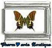 « Photo charm » - Thème : Papillons