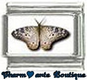 « Photo charm » - Thème : Papillons
