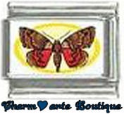 « Photo charm » - Thème : Papillons
