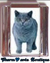 « Photo charm » - Thème : Chats