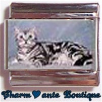 « Photo charm » - Thème : Chats
