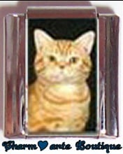 « Photo charm » - Thème : Chats