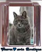 « Photo charm » - Thème : Chats