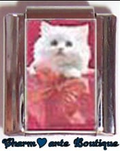 « Photo charm » - Thème : Chats