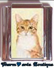« Photo charm » - Thème : Chats