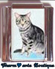 « Photo charm » - Thème : Chats