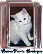 « Photo charm » - Thème : Chats