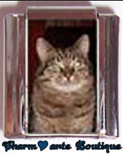 « Photo charm » - Thème : Chats