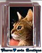 « Photo charm » - Thème : Chats