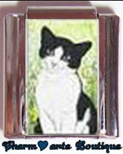 « Photo charm » - Thème : Chats