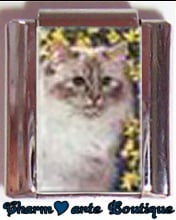 « Photo charm » - Thème : Chats