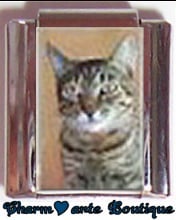 « Photo charm » - Thème : Chats