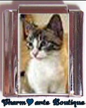 « Photo charm » - Thème : Chats