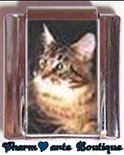 « Photo charm » - Thème : Chats