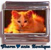 « Photo charm » - Thème : Chats