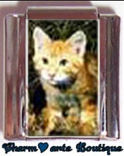 « Photo charm » - Thème : Chats