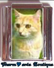 « Photo charm » - Thème : Chats