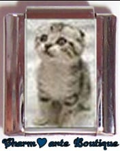 « Photo charm » - Thème : Chats
