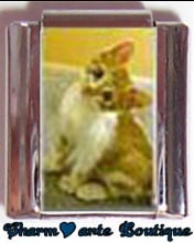 « Photo charm » - Thème : Chats