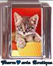 « Photo charm » - Thème : Chats