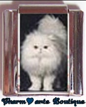 « Photo charm » - Thème : Chats
