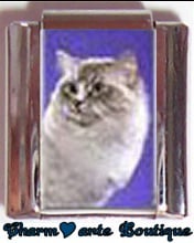 « Photo charm » - Thème : Chats