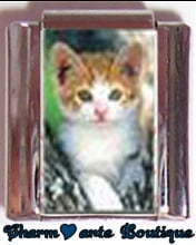 « Photo charm » - Thème : Chats