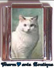 « Photo charm » - Thème : Chats