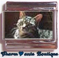 « Photo charm » - Thème : Chats