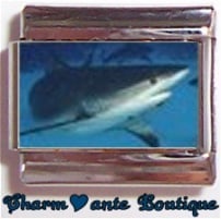 « Photo charm » - Thème : Poissons (requin)