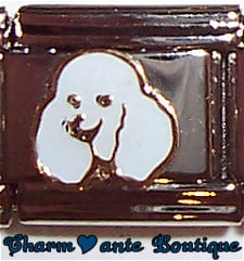 Tête de chien poodle